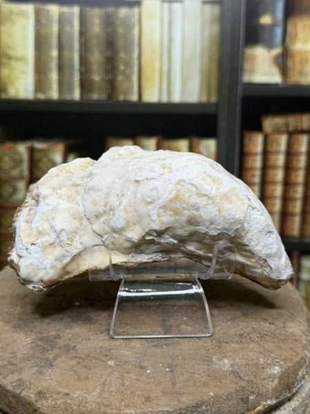 Penelope | Handcrafted Oyster Shell Jewelry Dish
