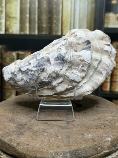 Calypso | Handcrafted Oyster Shell Jewelry Dish