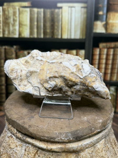 Delia | Handcrafted Oyster Shell Jewelry Dish