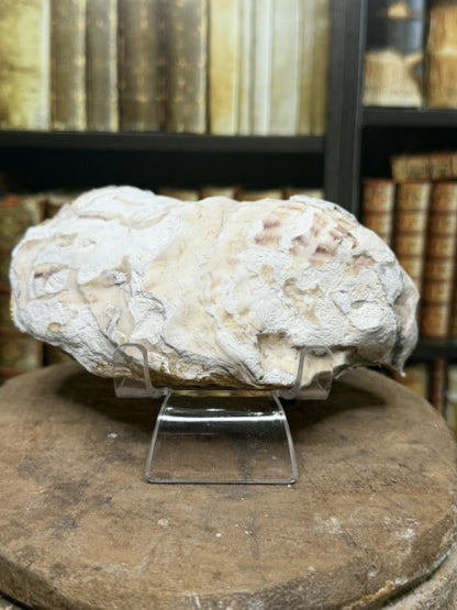 Scarlette | Handcrafted Oyster Shell Jewelry Dish
